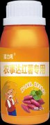 紅薯控旺需要根據(jù)不同品種區(qū)別控旺！